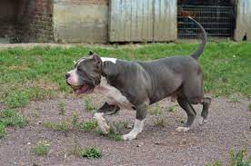 Pitbull puppies for sale near me american pitbull for sale buy pitbull puppies online american bully puppies for sale pitbull puppies for sale. Chiot Puppy Puppies American Bully Giant Xl Xxl Bully Pitbull A Vendre For Sale France Belgique Kennel Elevage American Bully Pitbull Bully Pitbull Pitbull Dog