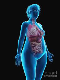 The case for renaming women's body parts bbc future published an article asking the question about whether women's body parts should be renamed. Illustration Of An Obese Woman S Internal Organs Photograph By Sebastian Kaulitzki Science Photo Library