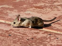 Merriam's kangaroo rat eats prickly pear fruits and seeds. Desert Woodrat Wikipedia