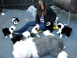 Objevuj na tiktok krátká videa na téma puppy love grooming. Pin On Old English Sheepdogs