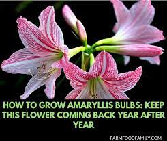 How To Grow Amaryllis Bulbs Keep This Flower Coming Back Year After Year