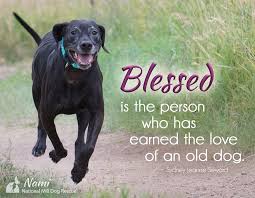 How True It Is Adopt A Senior The Life You Change May Be Your Own Nmdr Rescue Dogs Dog Quotes Old Dogs