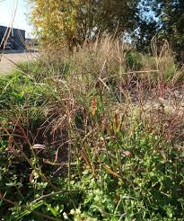 Image result for Digitaria gymnostachys