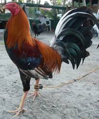 Fotos de gallos giros king cobra ✅ encuentra aquí imágenes de gallos giros de la linea king happy fridaybeautiful grey from @gallada_nbz #gallos #gallones #galleros #gamefowl. Sweater Game Fowl Beautiful Chickens Backyard Birds