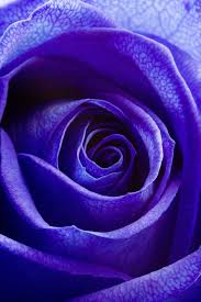 Check spelling or type a new query. What Does The Blue Rose Represent Ehow Rose Color Meanings Purple Roses Blue Rose Meaning