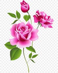 They add a simple yet fresh look, and can help make the final result more lively. Rose Pink Flower Free Content Clip Art Png 708x1024px Rose Bud Cut Flowers Floral Design Floristry