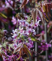 Image result for Kotschya speciosa