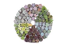 Low to high sort by price: Where Do You Shop For Succulents Debra Lee Baldwin