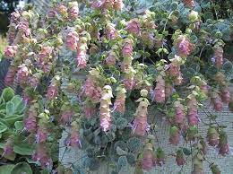 Oregano Variety Adds Colorful Blooms For Months Planting Herbs Oregano Plant Plants