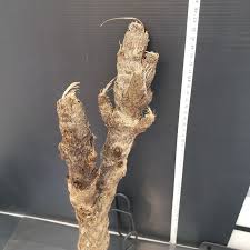 Image result for Xerophyta trichophylla