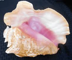 Brilliant Queen Conch 40
