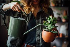 Check spelling or type a new query. How Often Do You Water Succulents Hgtv