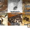 What do squirrels in your attic sound like? 1