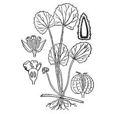 Image result for Centella asiatica