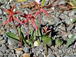 Image result for Lysimachia tenuicaulis
