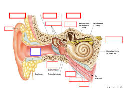 Here, find out more about the relationship between nerves and dermatomes. Labeling The Ear Quiz