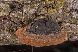 Image result for Phellinus rimosus