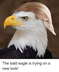 The Bald Eagle Is Trying On A New Look Meme On Me Me