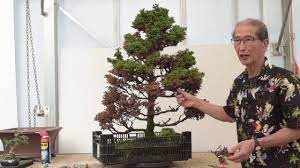 Check spelling or type a new query. Reviving An Almost Dead Tree Youtube