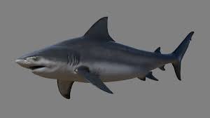 3d Model Realistic Bull Shark Turbosquid 1248300 Shark Bull Shark 3d Model