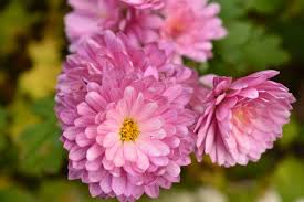 This type of book is minimal in cost (all you need is a nice binder and possibly some page protectors after experiencing a death, families are often overwhelmed with food. 7 Popular Sympathy Flowers And Their Meanings Funeral Basics