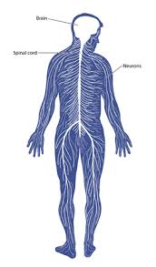 Components of the central nervous system blank diagram complete diagram. Schematic Diagram Of The Nervous System Comprising Of The Brain Spinal Cord And Peripheral Nerves Tasmeemme Com