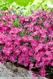 Dianthus firewitch seeds and plants, perennnial flowerss at burpee.com. Firewitch Cheddar Pink Seeds Dianthus Gratianopolitanus 120 Seeds Garden Seeds Market Free Shipping