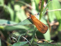 Image result for Rotheca aurantiaca