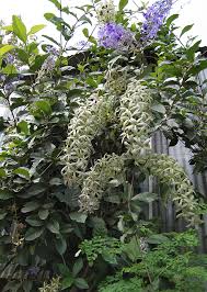 Image result for Petrea volubilis