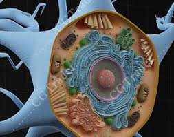The nucleus is purple with the darker purple nucleolus at its center, the mitochondrion is pink, the centriole is yellow, the golgi apparatus is. Nucleus 3d Models Cgtrader
