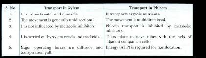 Refers to an abnormal growth on plants and trees, especially in response to the presence of insects or mites. What Are The Differences Between The Transport Of Materials In Xylem And Phloem