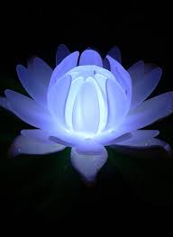 Floating Lilylytes Floating Pool Lights Pool Light Floating Pool Lights Led Pool Lighting