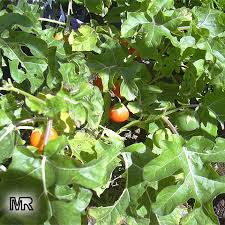 Image result for Solanum capsicoides