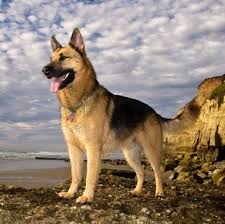 However, this courageous and dependable dog. German Shepherd Dog Puppies For Sale Adoptapet Com