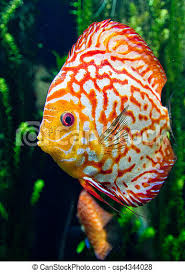 We did not find results for: Orange And White Fish An Orange And White Tropical Fish In An Aquarium Canstock