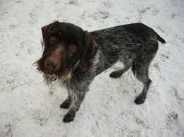 Image result for český fousek stavba těla