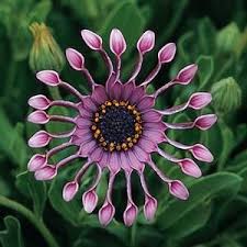 Maybe you would like to learn more about one of these? Pin On The Garden