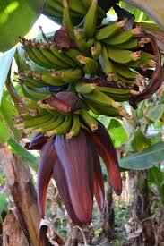 Gambar pisang raja, gambar pisang tanduk, jenis jenis pisang dan nama latinnya, harga pisang oleh karena itu, sudah menjadi kewajiban semuanya untuk menjaga alam.gambar bunga ide 36+. Pisang Bunga Buah Tanaman Hijau Makanan Pertumbuhan Menanam Piqsels