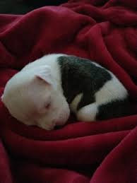 Different colors, male and female, ukc papers. American Pit Bull Terrier Puppies For Sale New York Ny 321315