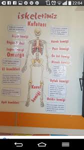 Iskelet Calismasi Ogretim Egitim Sinif