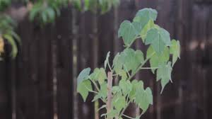 Image result for Sterculia rogersii