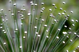 Image result for Eriocaulaceae