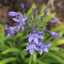 Image result for Agapanthus campanulatus