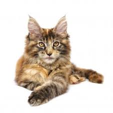 Which australian animal looks like an anteater and hedgehog? Maine Coon Quiz 10 Trivia Questions And Answers Free Online Printable Quiz Without Registration Download Pdf Multiple Choice Questions Mcq