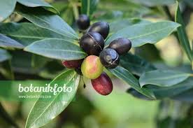 Image result for Acokanthera oblongifolia