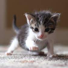 When he is not playing, you can find him purrin. Home Kitten Korner Rescue Inc