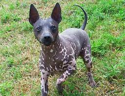 Picture Of A American Hairless Terrier Hairless Dog Dog Breeds Unusual Dog Breeds