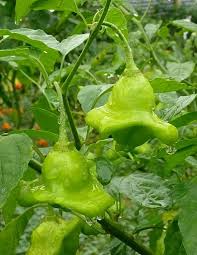 Image result for Capsicum baccatum