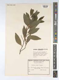 Image result for Scolopia mundii