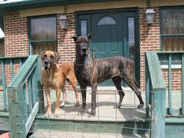 Sadie akc registered female harlequin great dane puppy for sale. Hilltop Great Danes Home Facebook